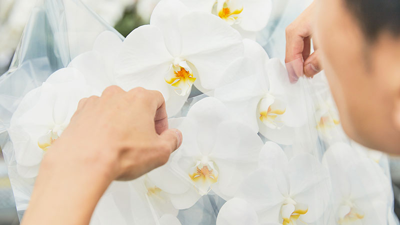 胡蝶蘭の袋がけ