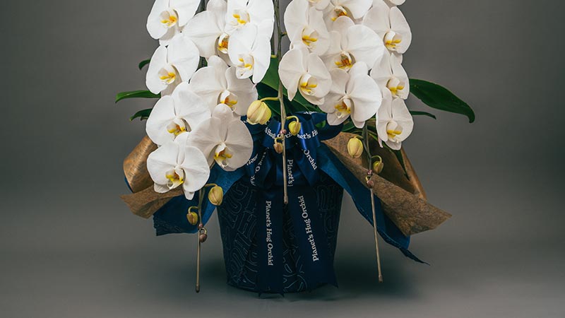 Planet's Hug Orchid 胡蝶蘭プレミアムグレード