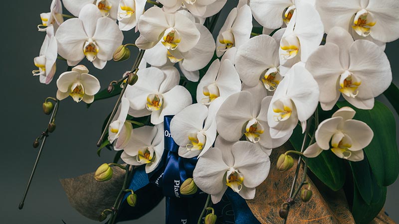 Planet's Hug Orchid 胡蝶蘭のアップ