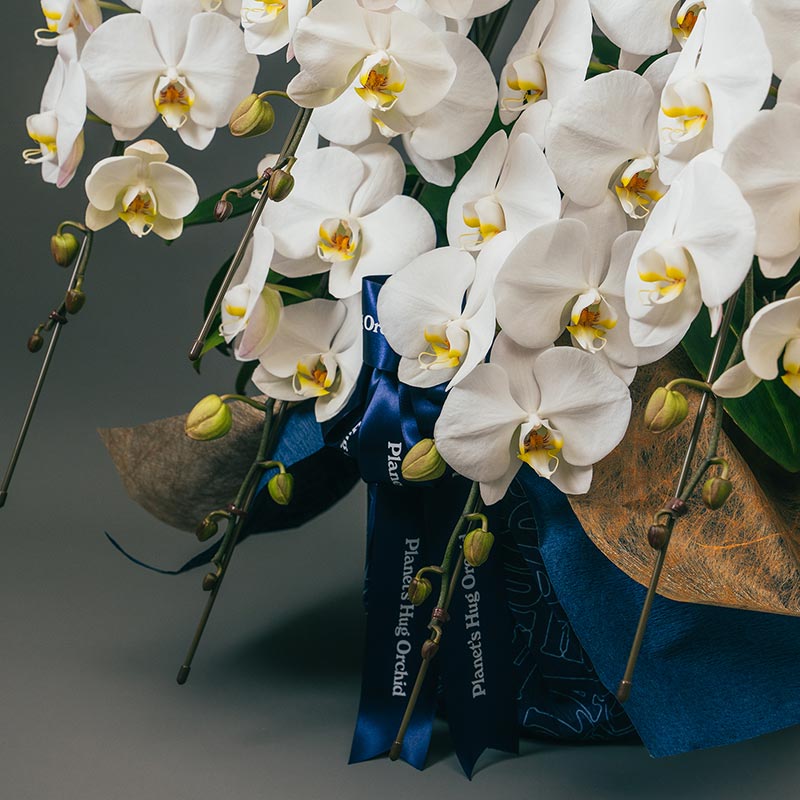 不良品の胡蝶蘭は無償交換