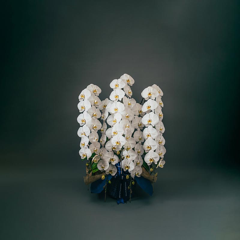 Planet's Hug Orchid プレミアムグレード5本立て胡蝶蘭