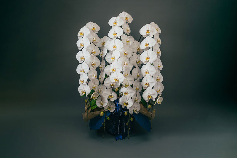 写真報告メールの受信