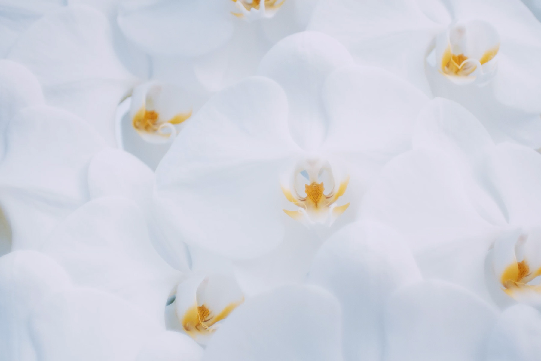 「記憶に残る胡蝶蘭」をハンディキャップのある職人たちがお届けします。