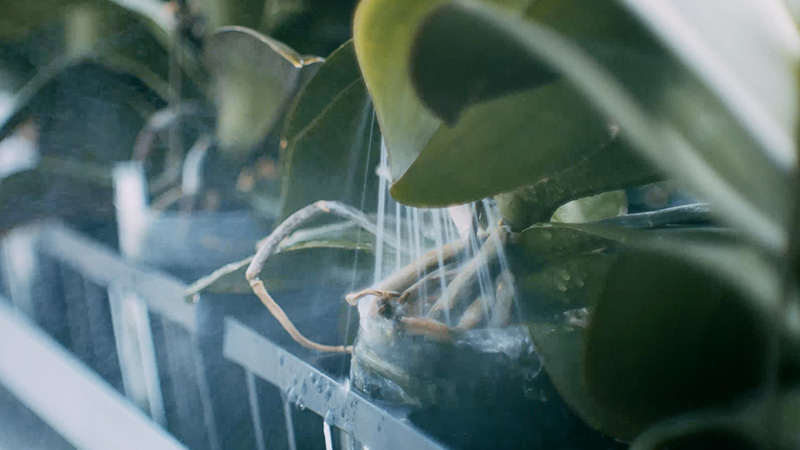 水やりや仕立てなどを行うスタッフ