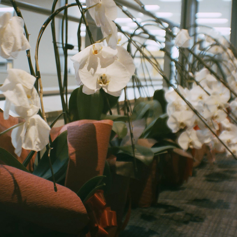 胡蝶蘭が枯れた後の引き取りサービス