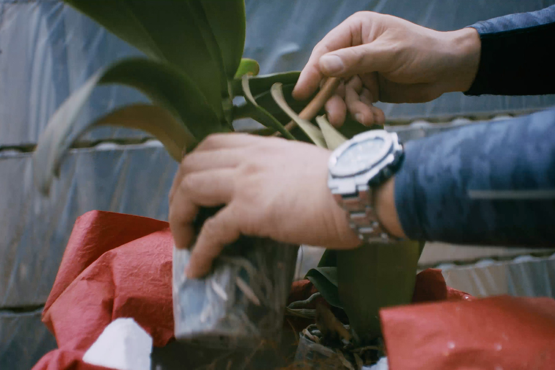 胡蝶蘭のイメージを変えるための「引き取りサービス」